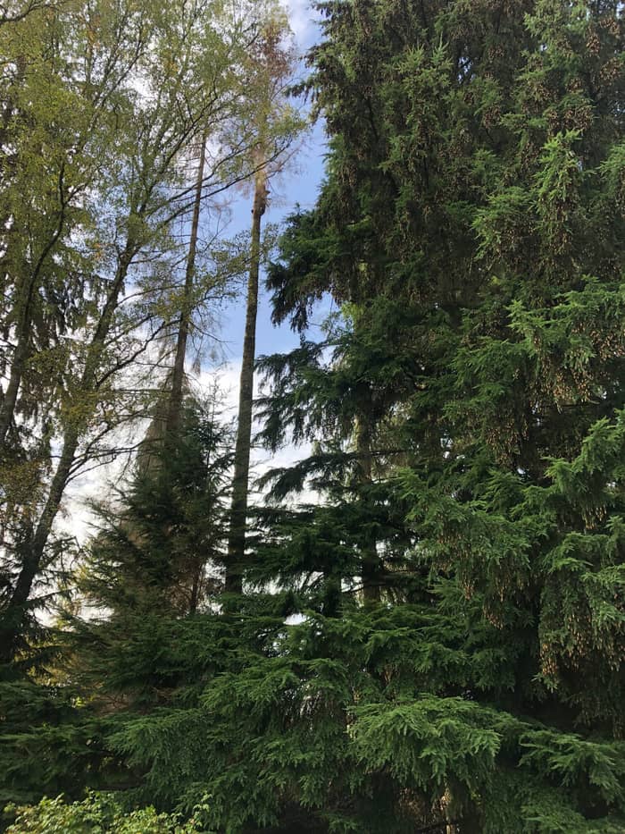 Vue depuis le sol d'un arbre en cours de démontage