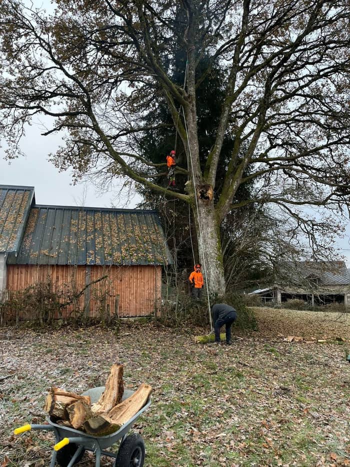 Chantier d'élagage : arbre en cours de taille