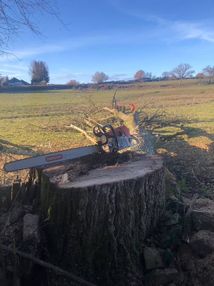 Tronçonneuse posée sur une souche après un abattage en campagne