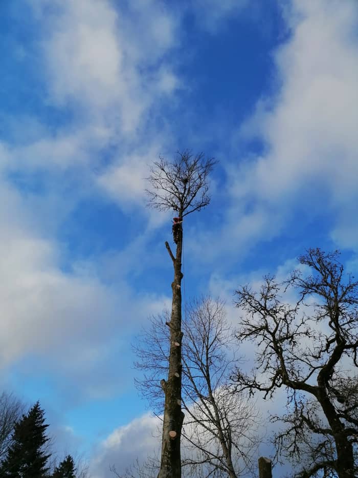 Démontage d'un arbre en cours