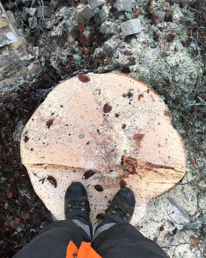Arbre taillé après intervention