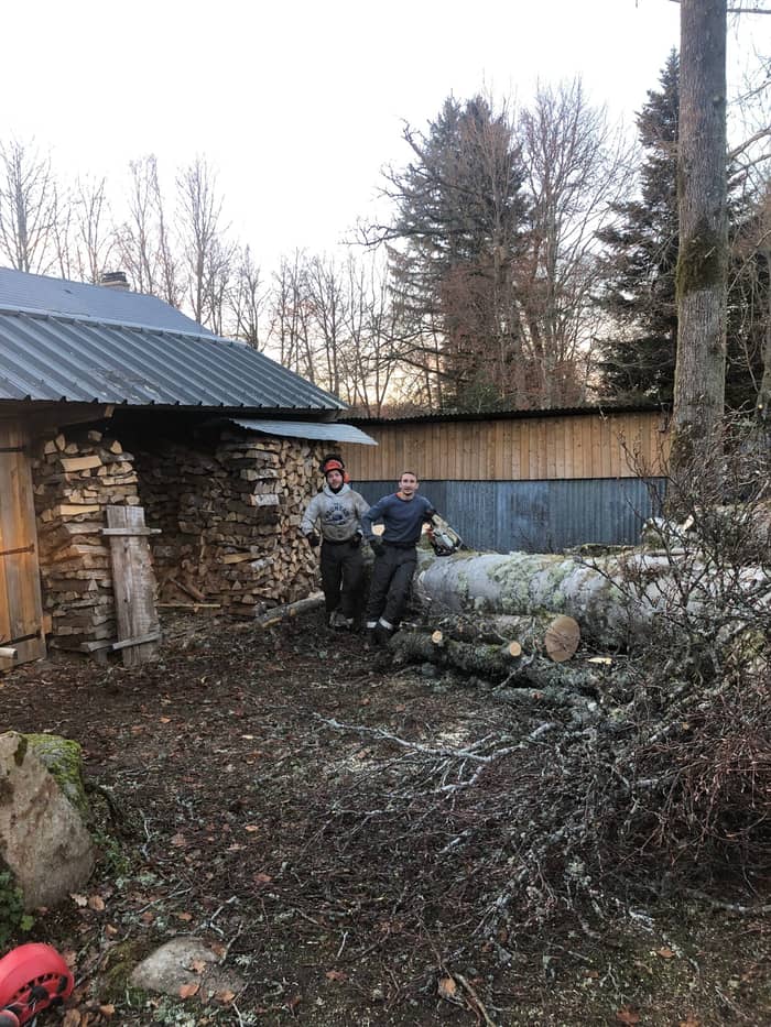 Grand arbre en cours d'éhoupage